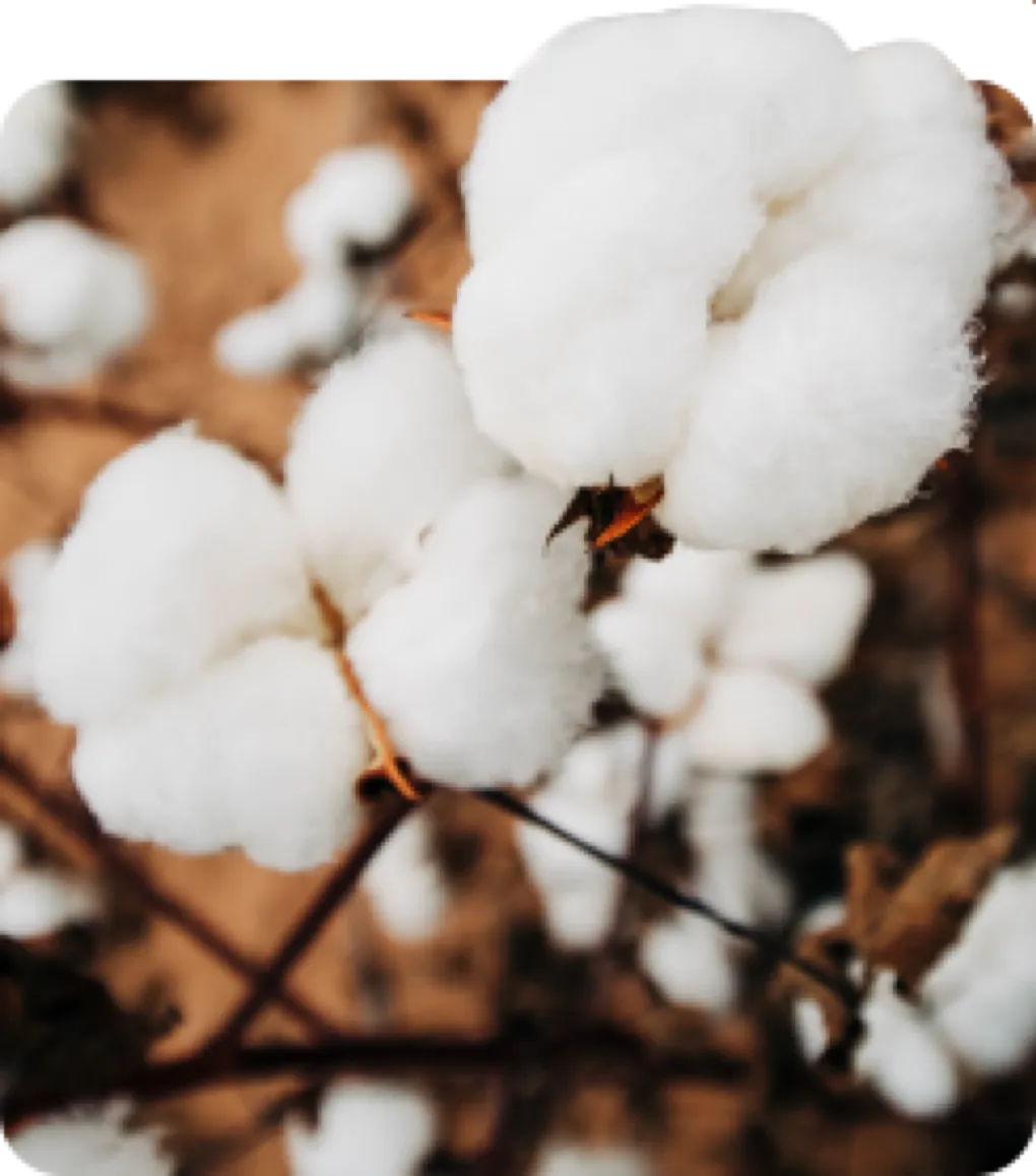 A top-down view of a fluffy cotton plant