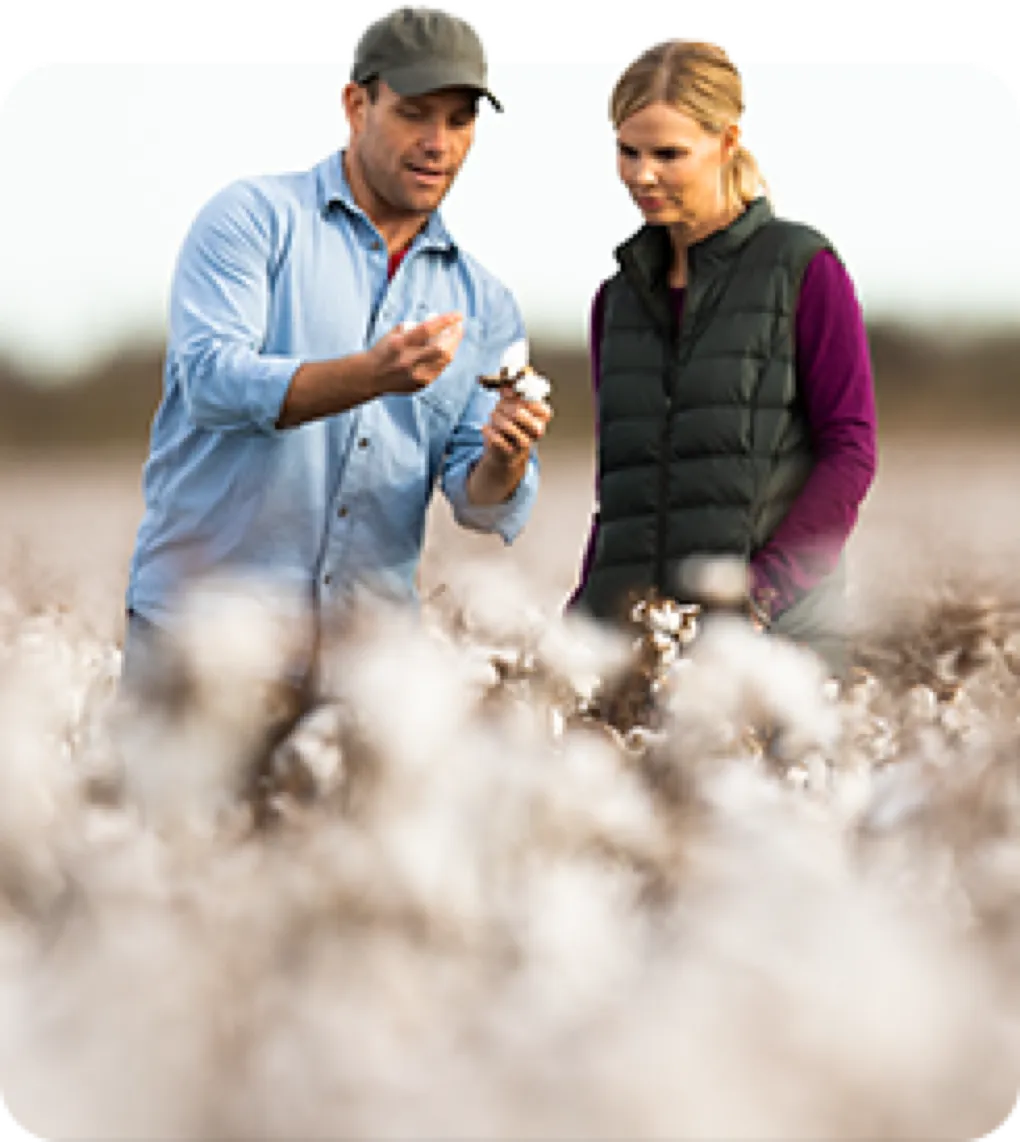 A man and a woman in a cotton field examine a cotton plant