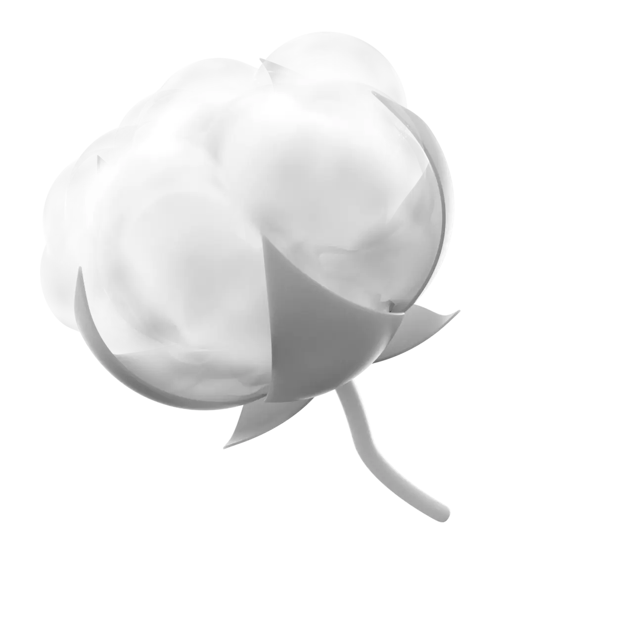 cotton boll